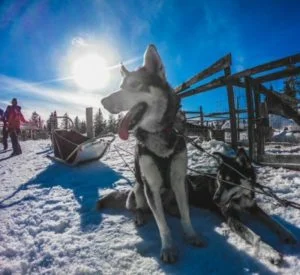 Huskies in Ruka in Lapland of Finland