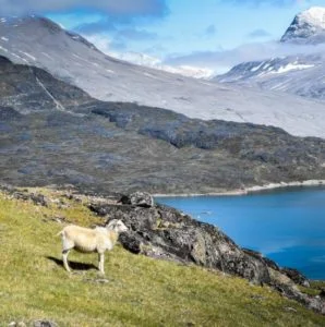 Sheep in Greenland