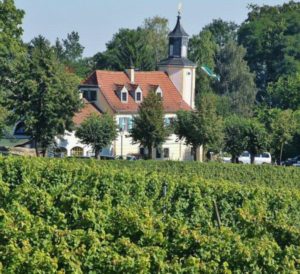 Winery and vineyards in Radebeul near Dresden